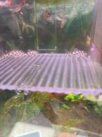 Hypancistrus L236 sw, Dieren en Toebehoren, Vissen | Aquariumvissen