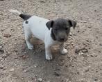 Jack Russell pups, Dieren en Toebehoren, België, Fokker | Hobbymatig, Jack Russell Terriër, 8 tot 15 weken