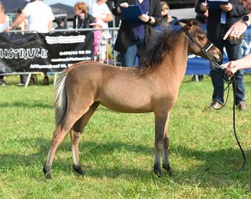 AMHA / BMP minipaarden (merrieveulen en hengst)