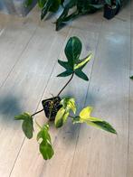 Philodendron Florida Beauty, Huis en Inrichting, Kamerplanten, Ophalen of Verzenden