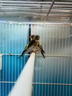 Chardonert, Dieren en Toebehoren, Ophalen of Verzenden