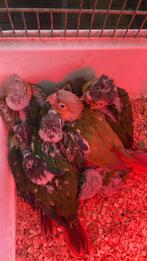 Baby pyjurra's handtam // Nog 3 beschikbaar, Dieren en Toebehoren, Vogels | Parkieten en Papegaaien