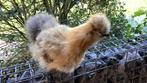 Zijdehoenders hennen, Dieren en Toebehoren