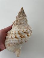 Grote tritonshoorn trompet schelp, Collections, Minéraux & Fossiles, Coquillage(s), Enlèvement ou Envoi