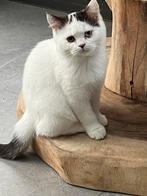 Brits korthaar kitten, Dieren en Toebehoren, Katten en Kittens | Raskatten | Korthaar, Kater, Gechipt, 0 tot 2 jaar