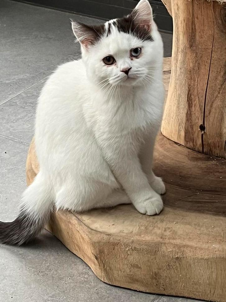 Brits korthaar kitten, Dieren en Toebehoren, Katten en Kittens | Raskatten | Korthaar, Kater, 0 tot 2 jaar, Met stamboom, Gechipt