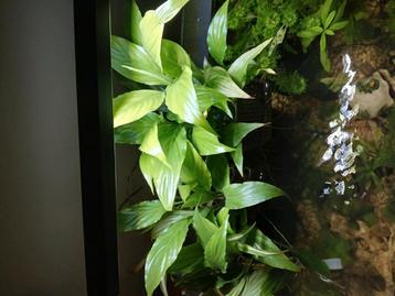 Aquarium  planten, staan momenteel in potjes  beschikbaar voor biedingen