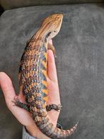 Tiliqua Scincoides Intermedia - Australische Blauwtong Skink, Hagedis, 0 tot 2 jaar