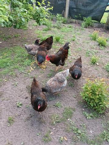 barnevelder dubbel gezoomd