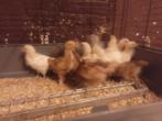 Verschillende kuikens te koop, Dieren en Toebehoren, Pluimvee