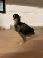 Araucana kuikens, Dieren en Toebehoren, Pluimvee, Geslacht onbekend