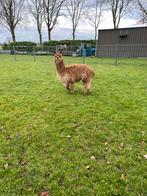 Alpaca Hengstje, Dieren en Toebehoren