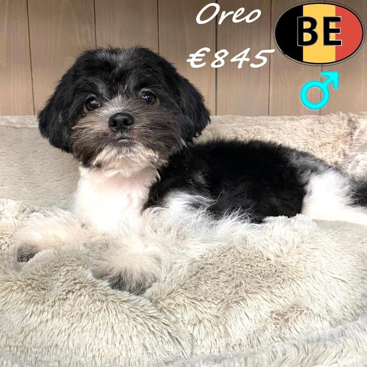 Oreo, mâle Shih Tzu (chiot belge), Animaux & Accessoires, Chiens | Chihuahuas & Chiens de compagnie, Chien (mâle), Autres races