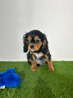 Cavalier King Charles pups, Épagneul, Plusieurs, Étranger, Parvovirose