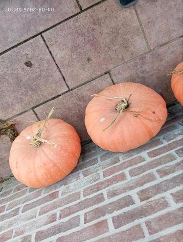 Biologische grote pompoenen beschikbaar voor biedingen