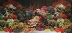 Achterwand aquarium, Ophalen of Verzenden, Zo goed als nieuw