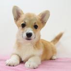 Welsh Corgi - pups te koop, Dieren en Toebehoren, Honden | Herdershonden en Veedrijvers, 15 weken tot 1 jaar, Buitenland, CDV (hondenziekte)