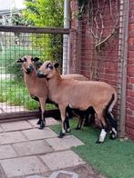 2 Mooie kameroen schapen ( ooien ), Dieren en Toebehoren, Schapen, Geiten en Varkens