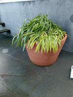 Terracotta potten, Ophalen