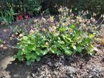 Geum Rivale of Nagelkruid, Ophalen, Bodembedekkers, Vaste plant, Halfschaduw