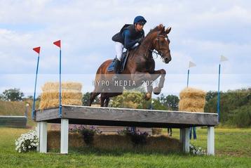 Belize de will z - 6 jarige ruin crosspaard/jumpingpaard