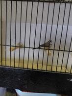 Bichenowastrilde, Dieren en Toebehoren, Vogels | Overige Vogels