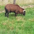 Schaap, volwassen bok of ram, geboren 8/09/23. Tam en rustig, Mannelijk, Schaap, 0 tot 2 jaar