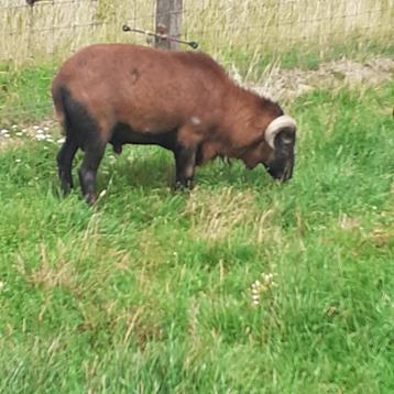 Schaap, volwassen bok of ram, geboren 8/09/23. Tam en rustig beschikbaar voor biedingen