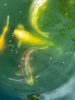 Koi vissen, Dieren en Toebehoren, Vissen | Vijvervissen, Karper of Koi