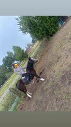 Lieve welsh pony, Dieren en Toebehoren, Merrie