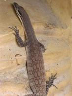 Varanus, Animaux & Accessoires, Reptiles & Amphibiens