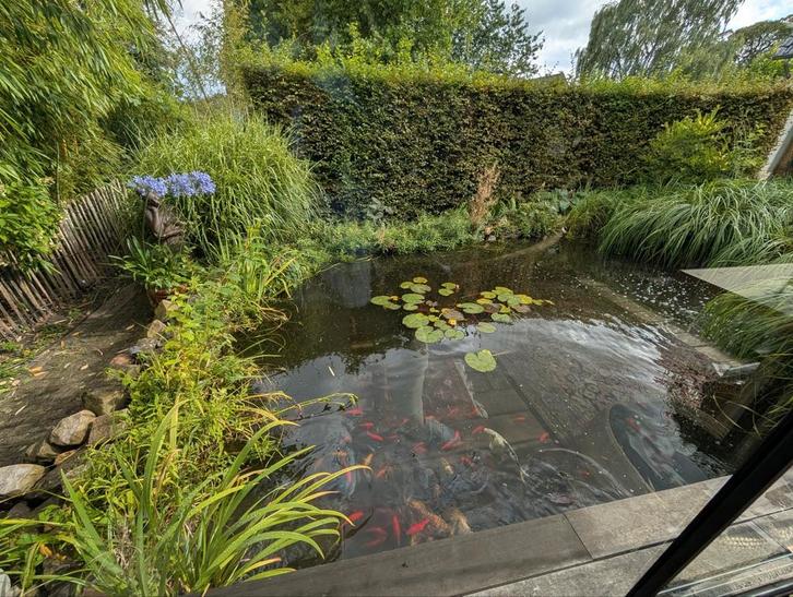Grote vijver met koi's , goudvissen en toebehoren., Tuin en Terras, Vijver-toebehoren, Gebruikt, Vijverfilter, Ophalen