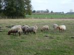 4 lammetjes houtlands ras schapen, Mouton