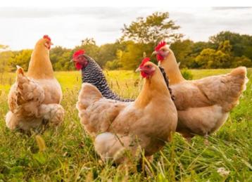 Legkippen van 6 maand oud - direct eitjes - 0472/51.09.71 beschikbaar voor biedingen