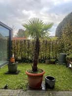 Winterharde Palm Trachycarpus Fortunei 250cm, Tuin en Terras, Planten | Bomen, In pot, Zomer, Volle zon, 250 tot 400 cm