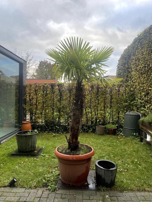 Winterharde Palm Trachycarpus Fortunei 250cm, Jardin & Terrasse, Plantes | Arbres, Palmier, 250 à 400 cm, Plein soleil, Été, En pot