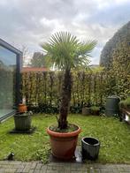 Winterharde Palm Trachycarpus Fortunei 250cm, In pot, Zomer, Volle zon, 250 tot 400 cm