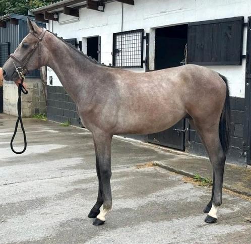 Zangersheide-veulen van 1 jaar, Dieren en Toebehoren, Paarden, Hengst, L, 0 tot 2 jaar, Springpaard, Met stamboom, Gechipt, Ontwormd