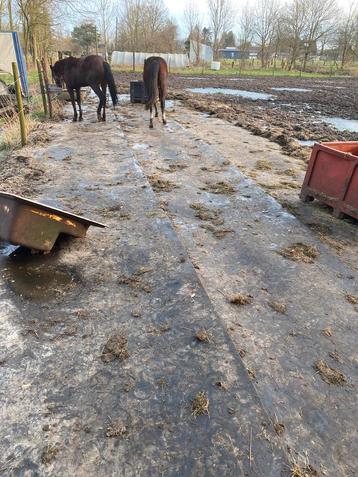 Slijk beu/rubbermatten leggen in paddock beschikbaar voor biedingen