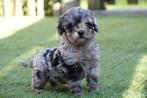 Prachtige mini doodle pup (4-5kg), Dieren en Toebehoren, België, Overige rassen, CDV (hondenziekte), 8 tot 15 weken