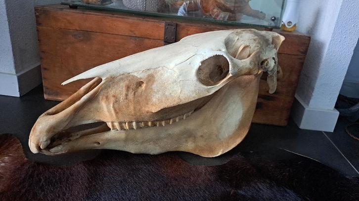 Grand cheval à crâne, divers animaux en peluche, taxiid, Collections, Collections Animaux, Crâne, Cheval, Enlèvement