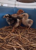 GRATIS kuikens van grote legrassen en 1 krielkuiken, Dieren en Toebehoren, Pluimvee