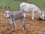 5 merrie ezeltjes  0475 370 488, Dieren en Toebehoren, Paarden, Merrie