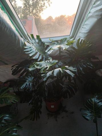 Monstera Blue Mint XXL beschikbaar voor biedingen