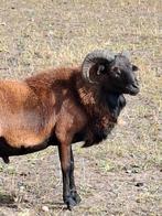 Kameroen ram, Dieren en Toebehoren, Schapen, Geiten en Varkens