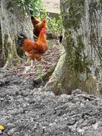 New Hampshire Haan, Animaux & Accessoires, Volatiles, Mâle, Poule ou poulet