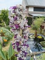 Thalia dealbata groot, Tuin en Terras, Planten | Tuinplanten, Ophalen, Vaste plant, Volle zon