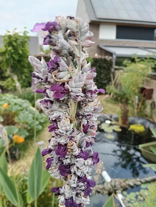 Thalia dealbata groot, Tuin en Terras, Planten | Tuinplanten, Vaste plant, Volle zon, Ophalen