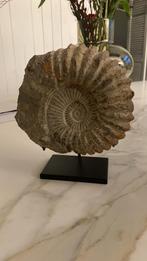Ammoniet fossiel op voet, Verzamelen, Ophalen, Fossiel