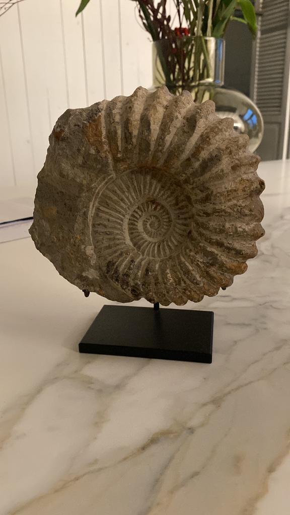 Ammoniet fossiel op voet, Verzamelen, Mineralen en Fossielen, Fossiel, Ophalen